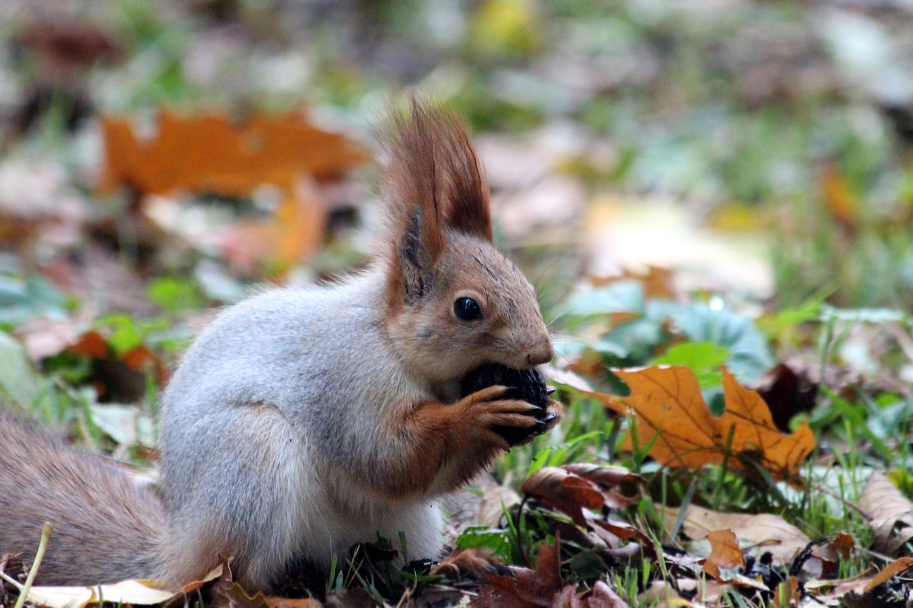 red squirrel nibbles squirrel free photo