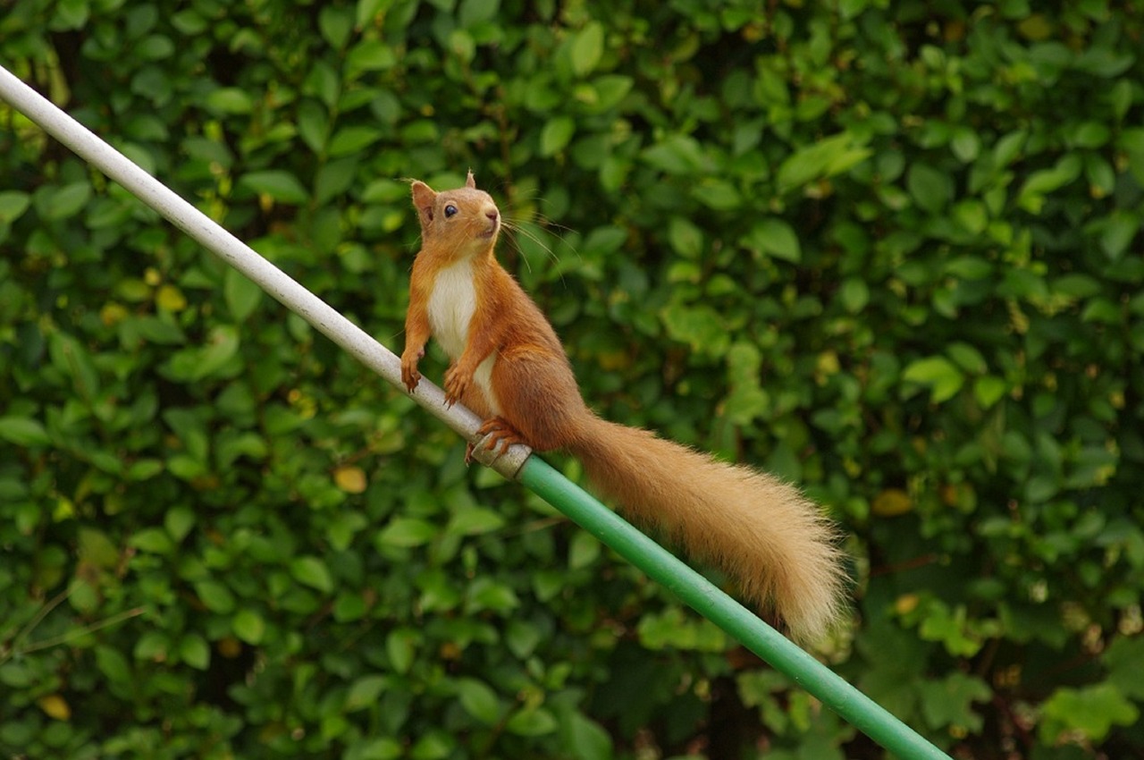 red squirrel  banchory  scotland free photo