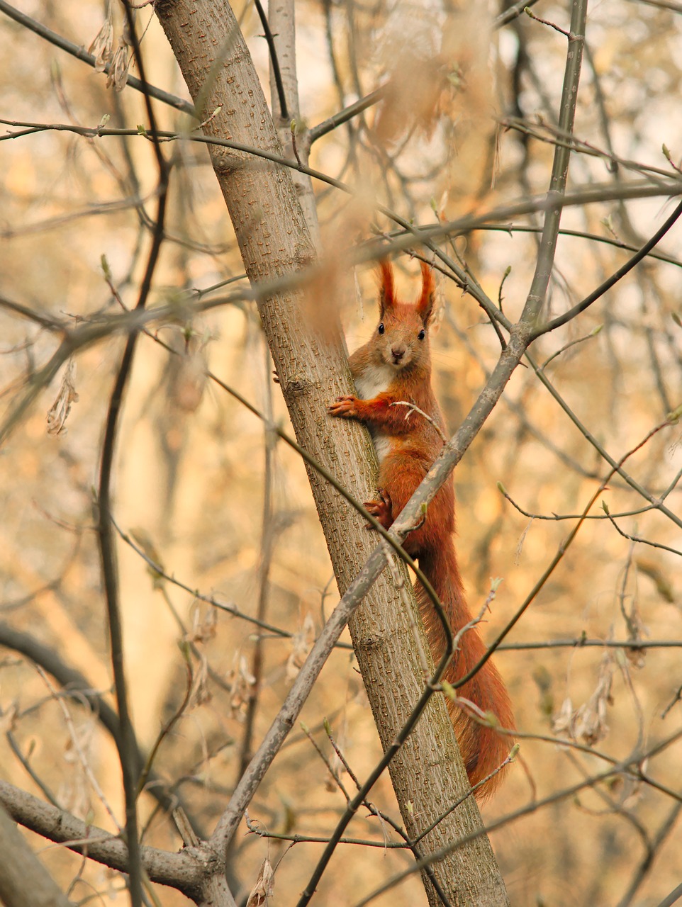 red squirrel  protein  eurasian red squirrel free photo