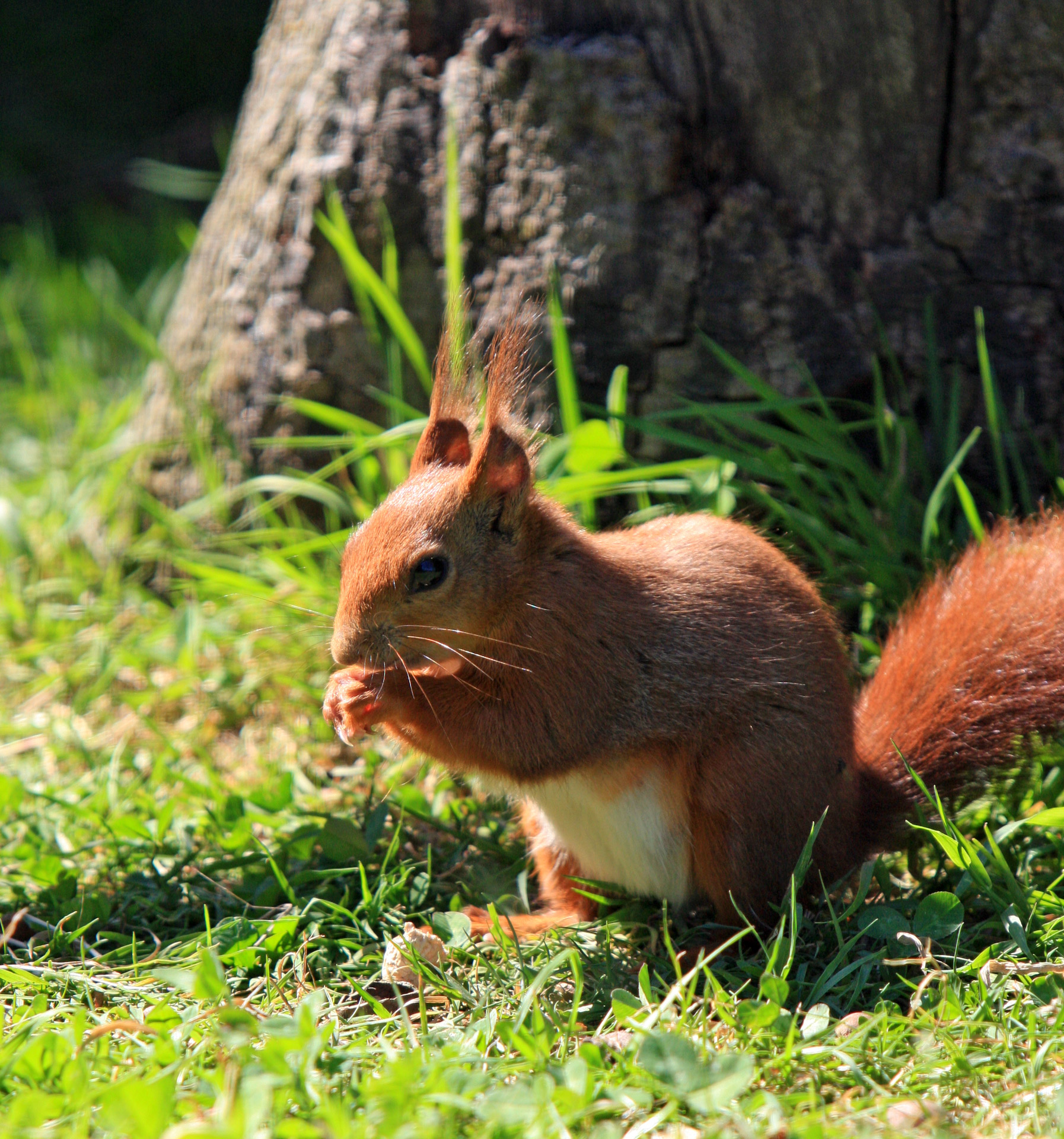 squirrel red squirrel rodent free photo
