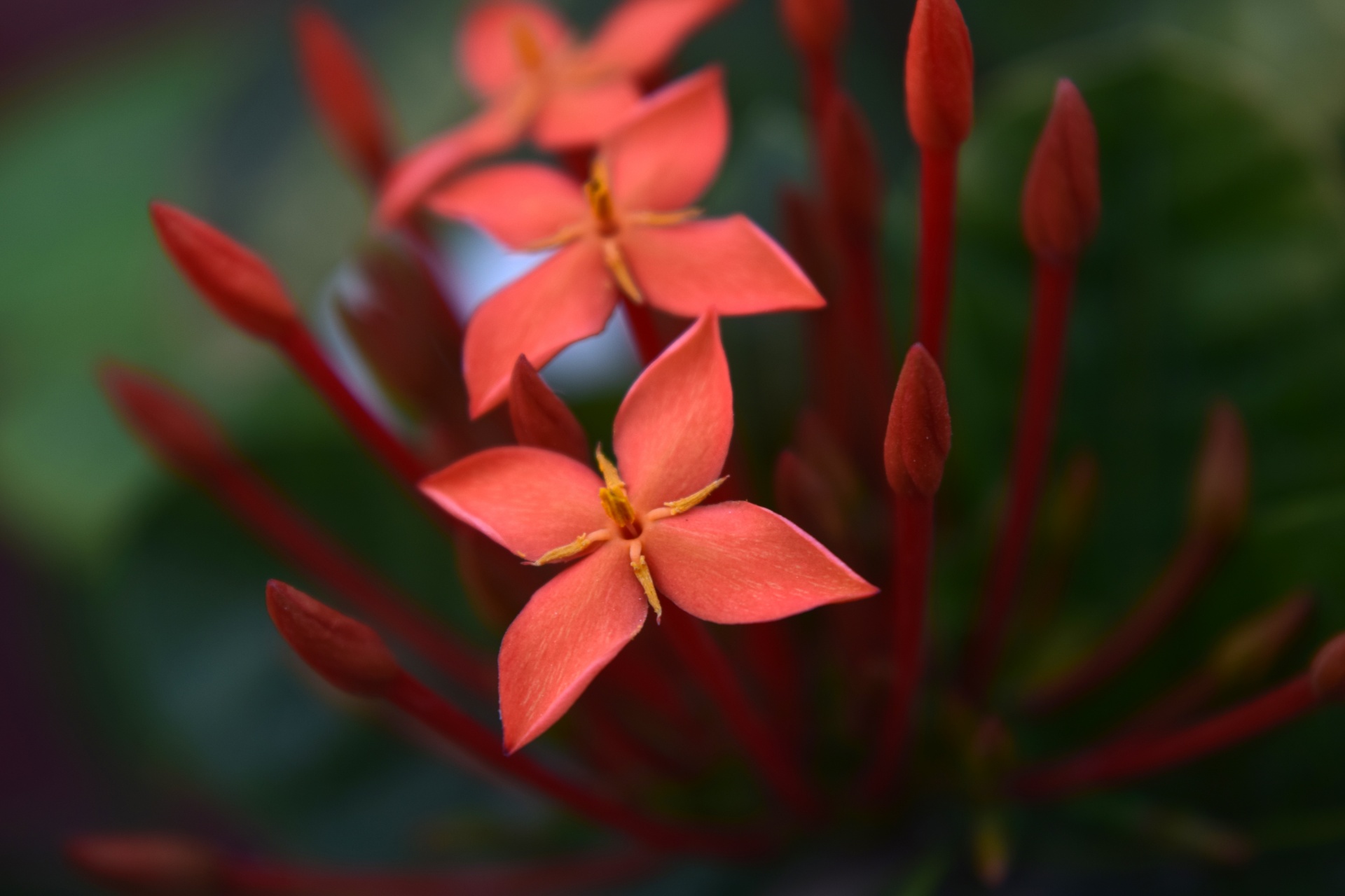 ixora flower red free photo