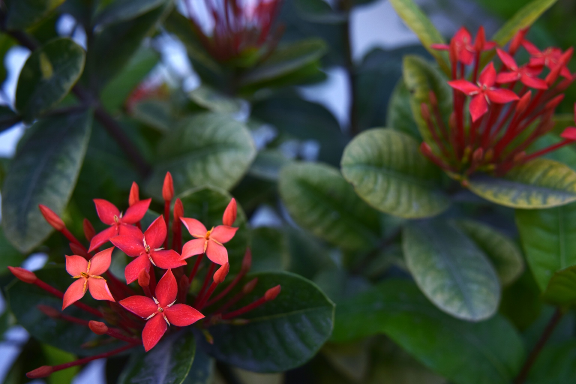 ixora flower red free photo