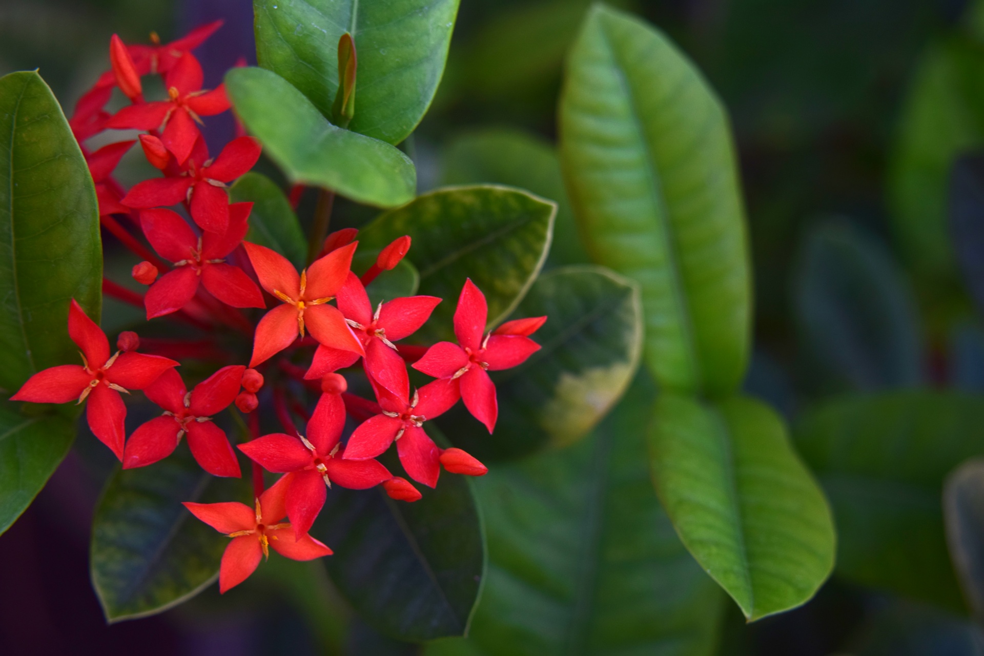 ixora flower red free photo