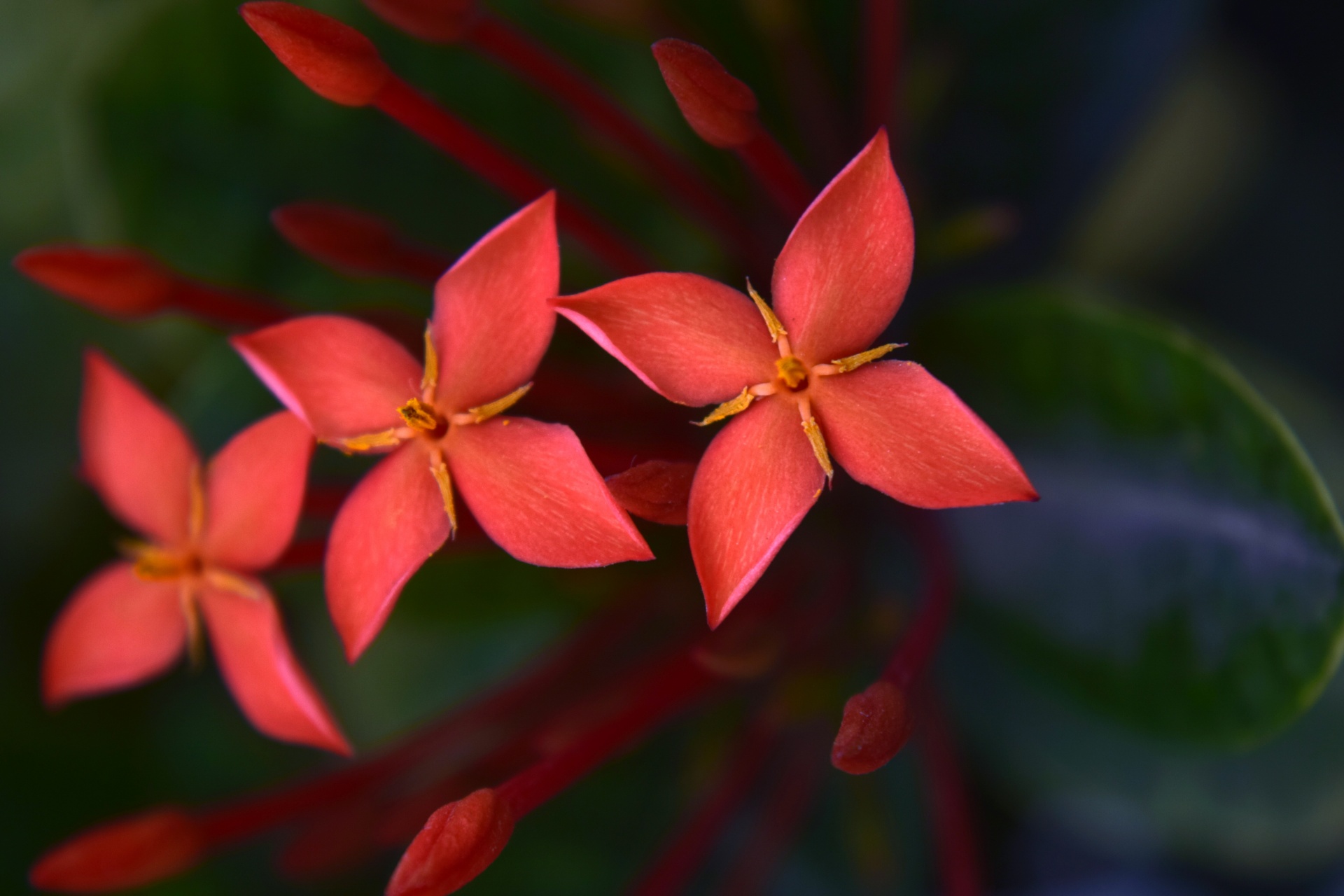 ixora flower red free photo