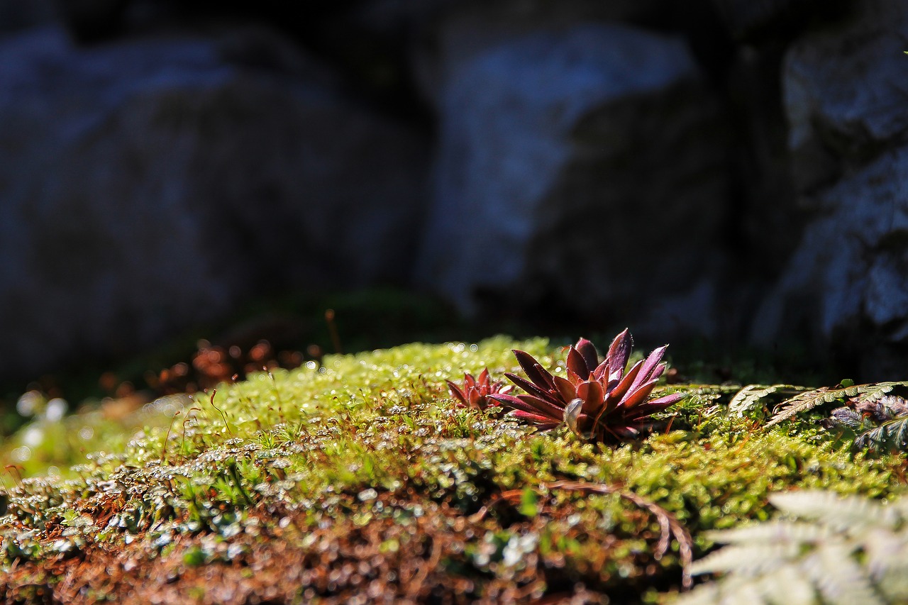red stonecrop moss mohakert free photo