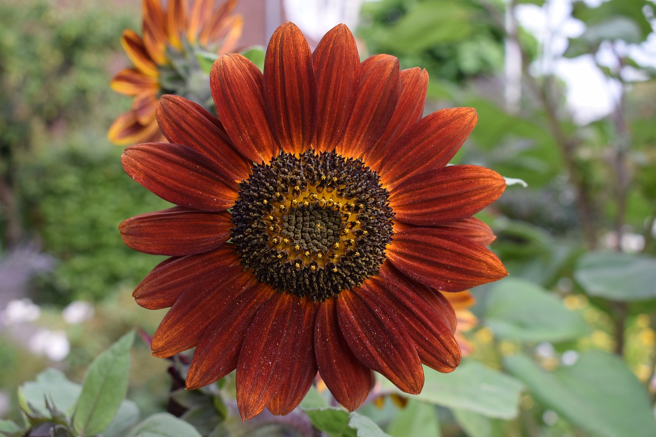 red sunflower garden summer free photo