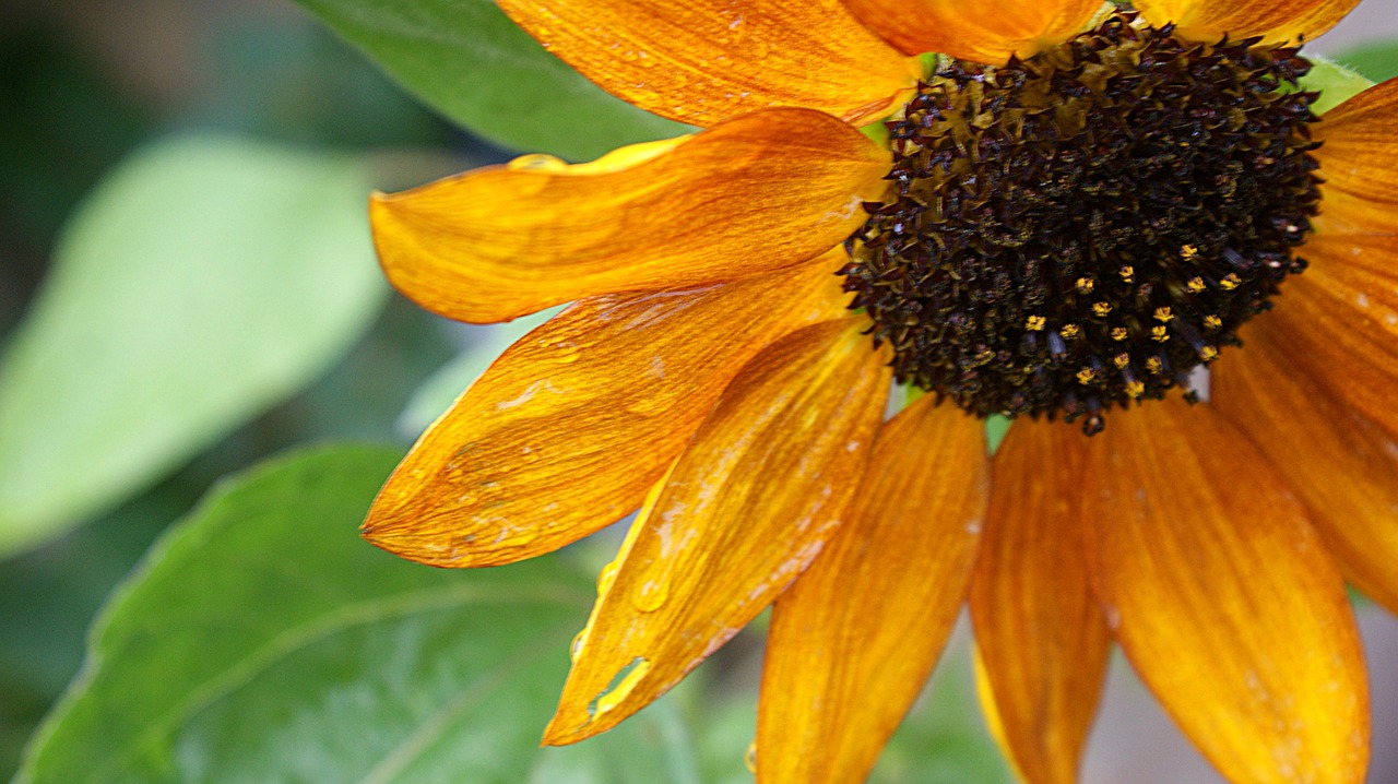 red sunflower  rain  flora free photo