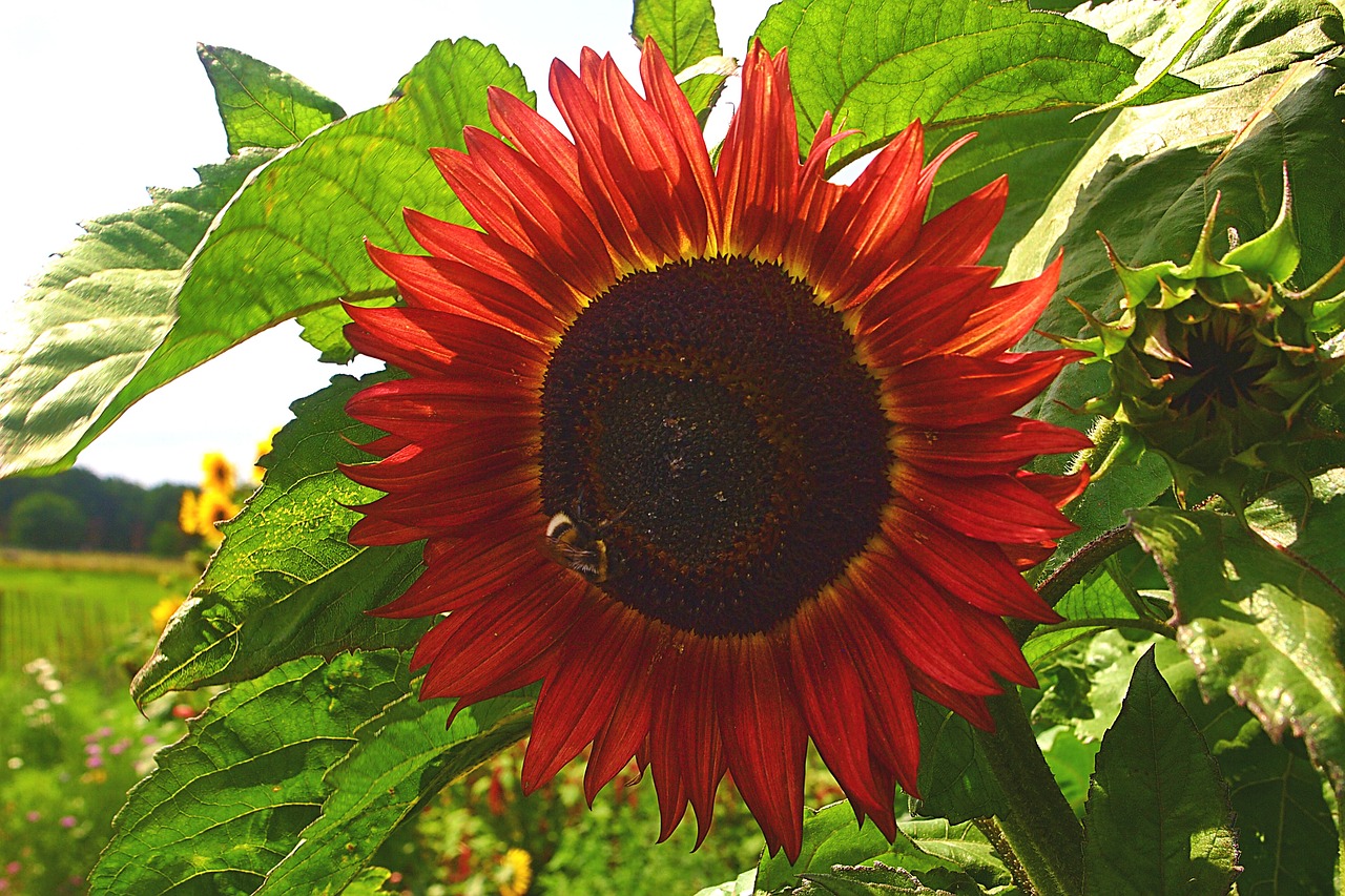 red sunflower garden summer free photo