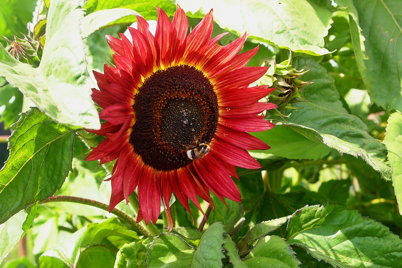 red sunflower bumblebee bloom free photo