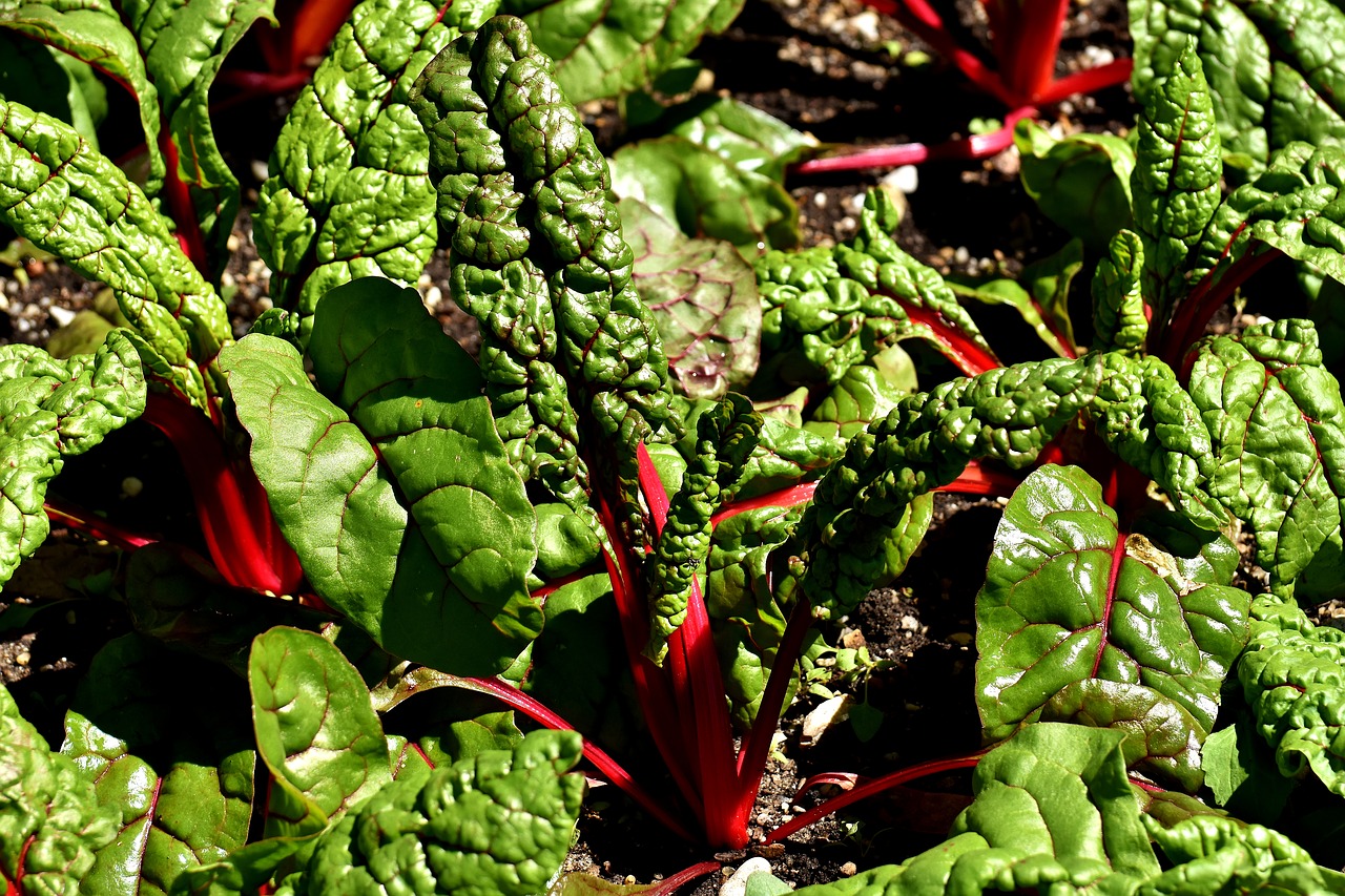 red swiss chard chenopodiaceae vulgaris feurio free photo