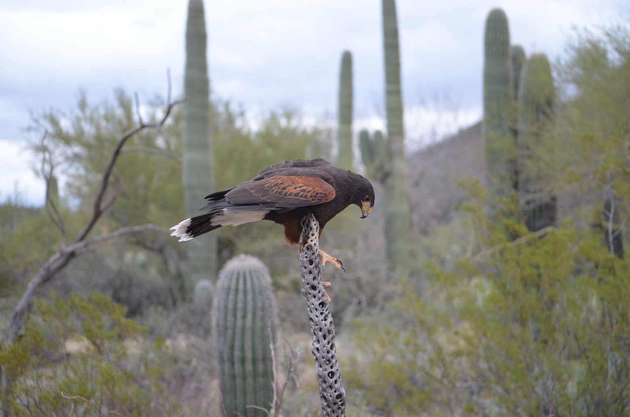 red tail hawk cactus desert free photo