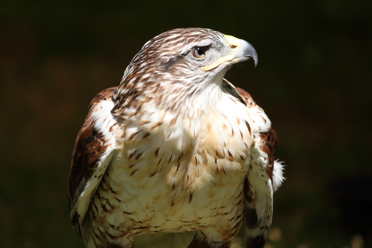 red-tailed hawk bird free photo