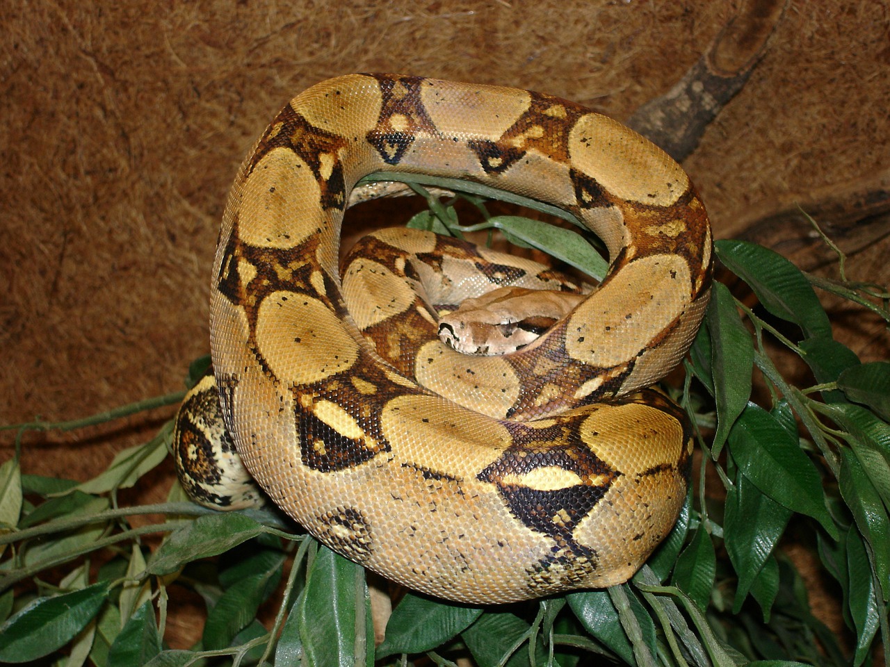 red tailed boa snake boa constrictor free photo