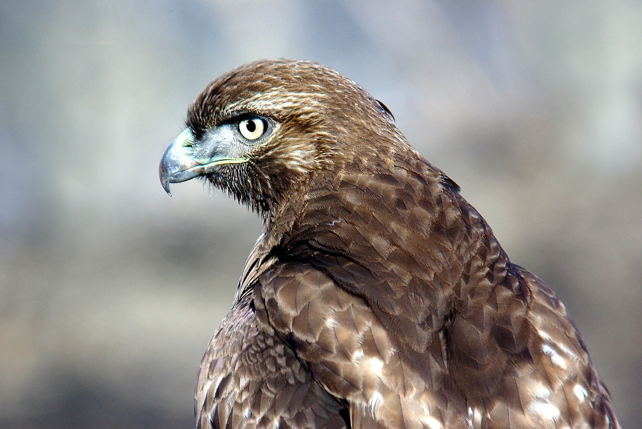 red tailed hawk bird raptor free photo