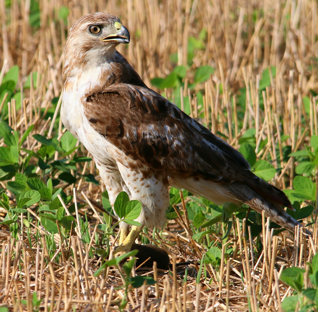 red tailed hawk red-tailed hawk free photo