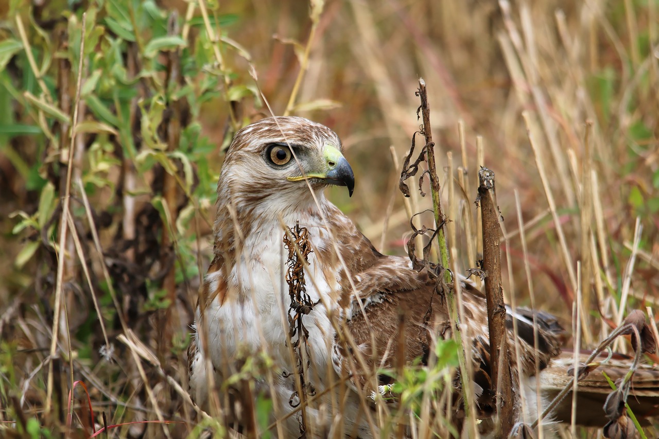 red-tailed hawk bird predator free photo