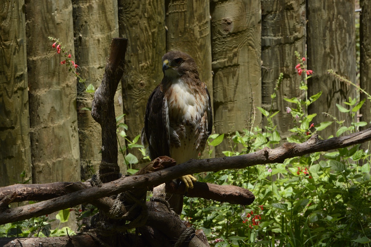 red tailed hawk bird hawk free photo