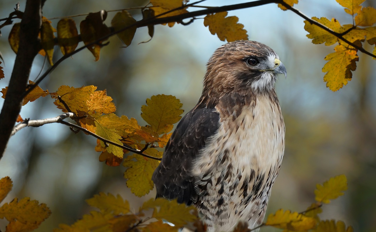 red tailed hawk  hawk  nature free photo