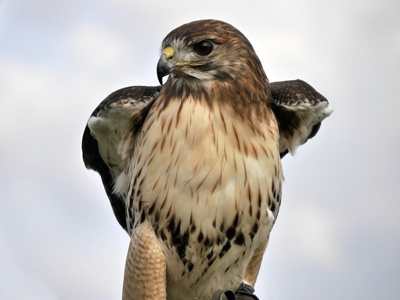 red-tailed hawk  bird  animal world free photo