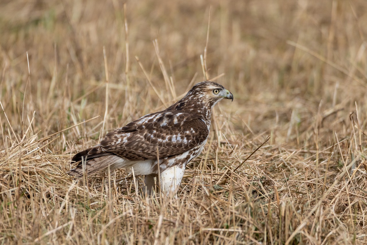 red tailed hawk  bird  nature free photo