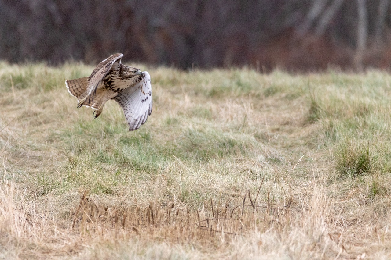 red tailed hawk  bird  nature free photo