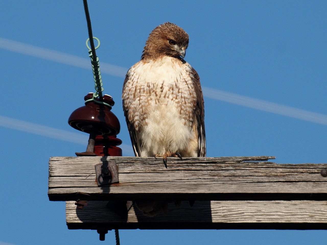 red tailed hawk perched bird free photo