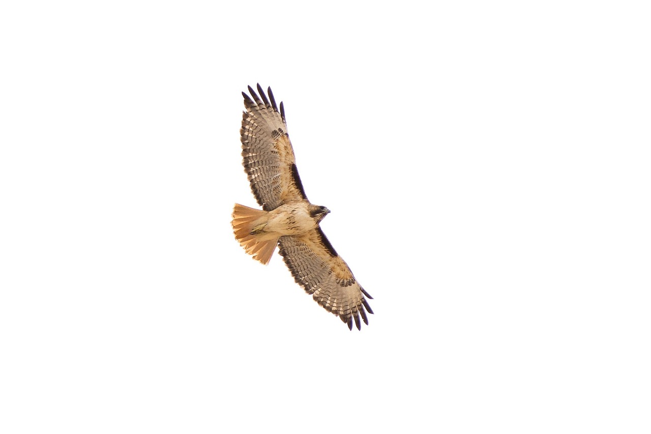 red-tailed hawk flying bird free photo