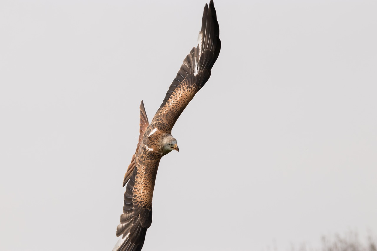 red tailed kite bird wildlife free photo