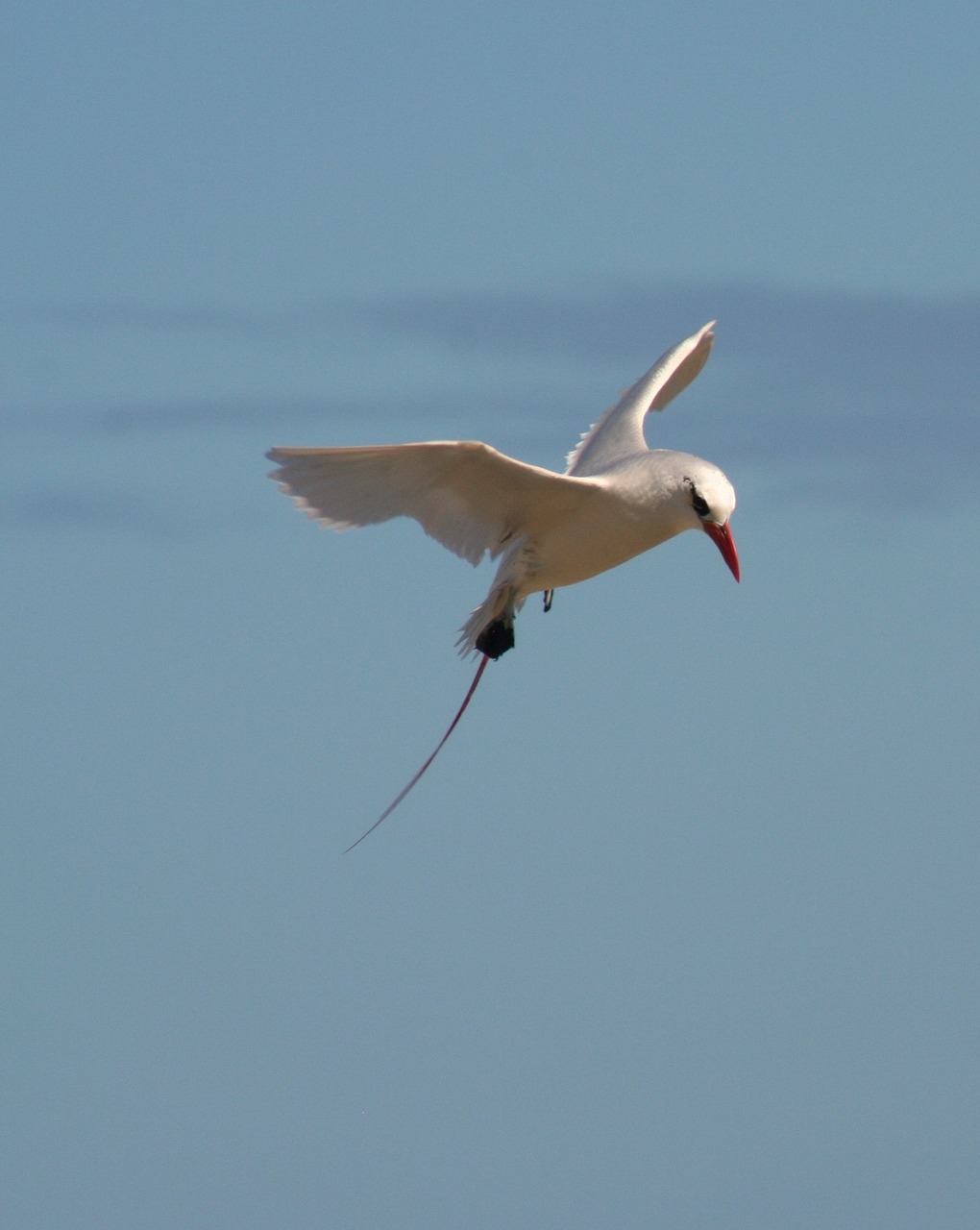 red-tailed tropicbird seabird wildlife free photo