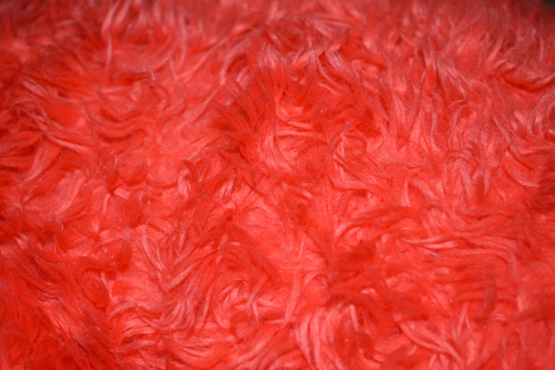 red fluffy photo free photo