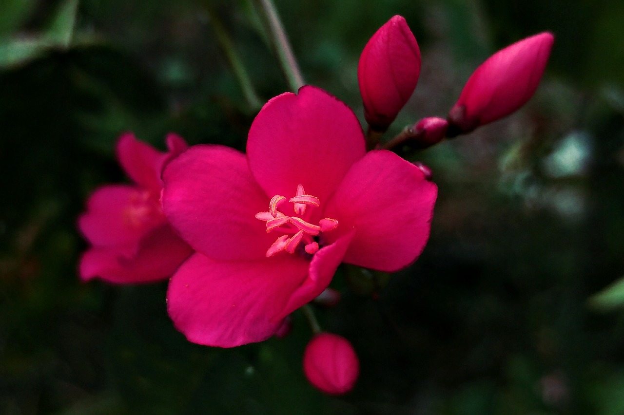 red tiny flower flower petal free photo