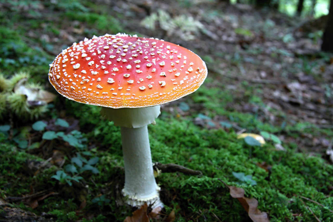 red toadstool mushroom free photo