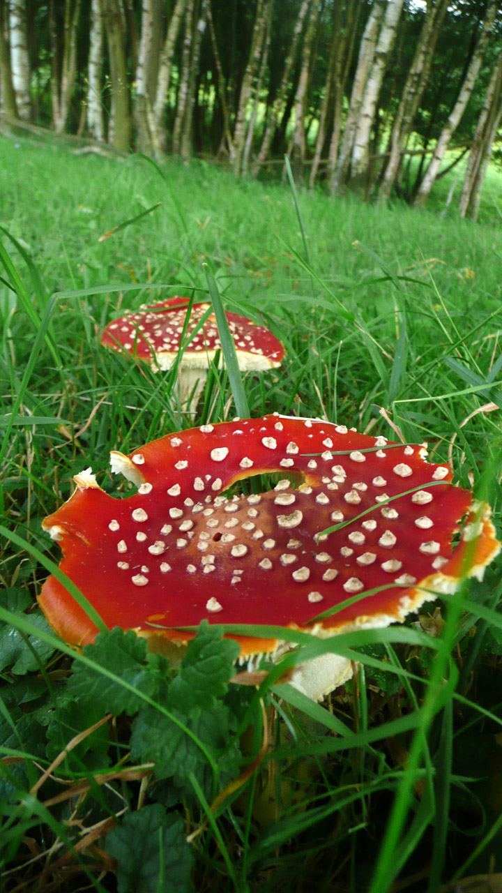 forest fungi fungus free photo