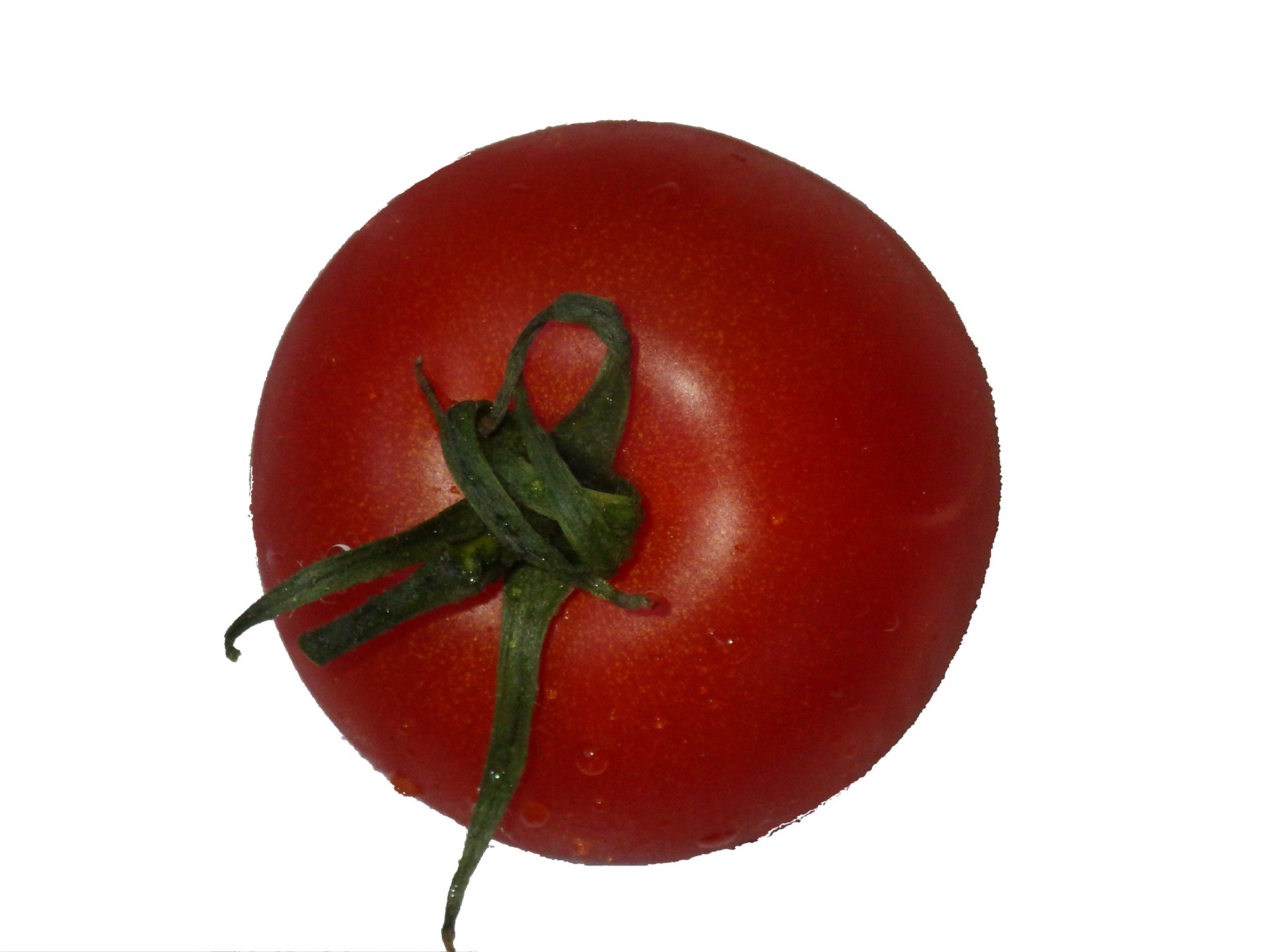 tomato red white free photo