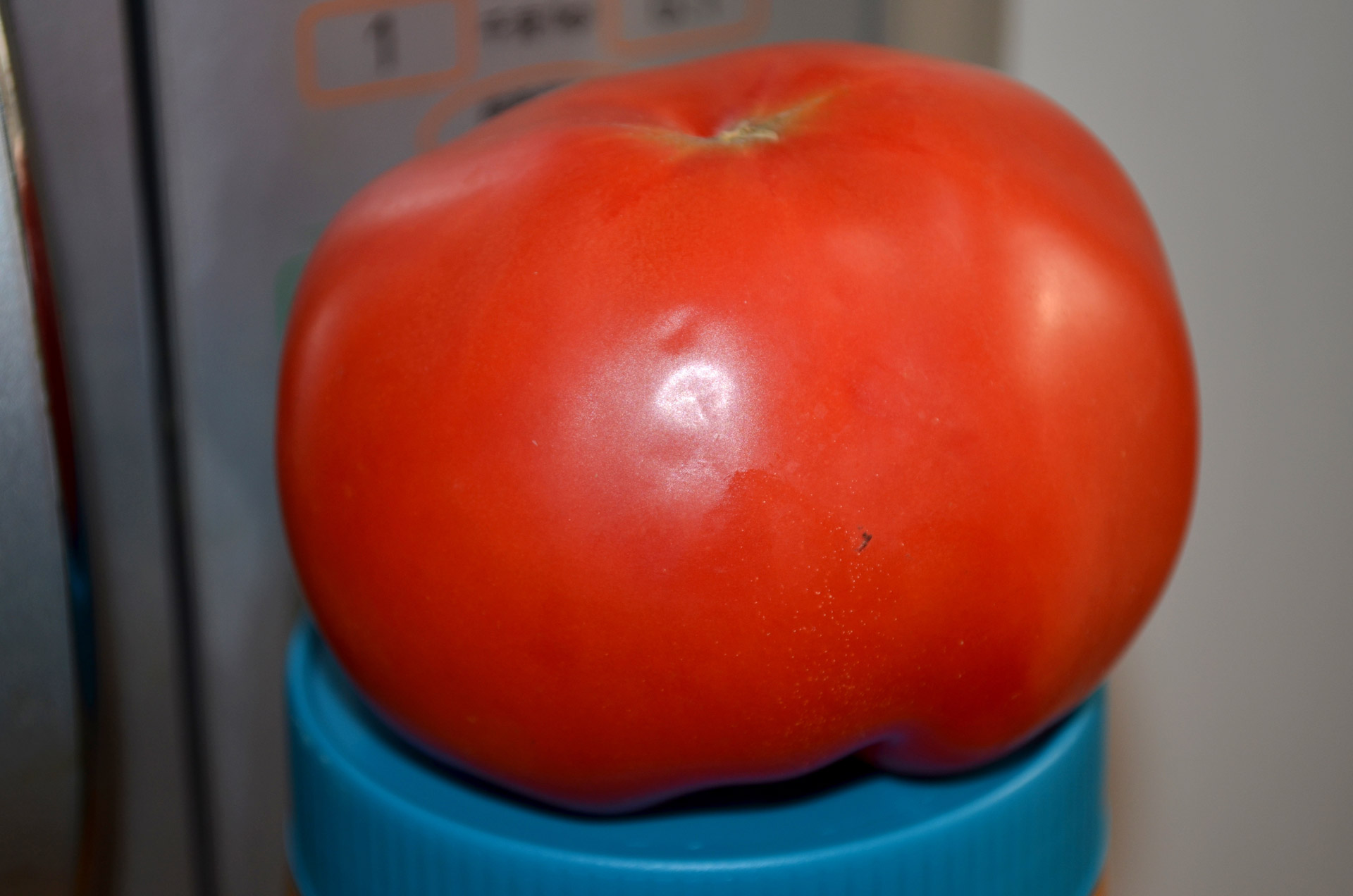 tomato tomatoes red free photo