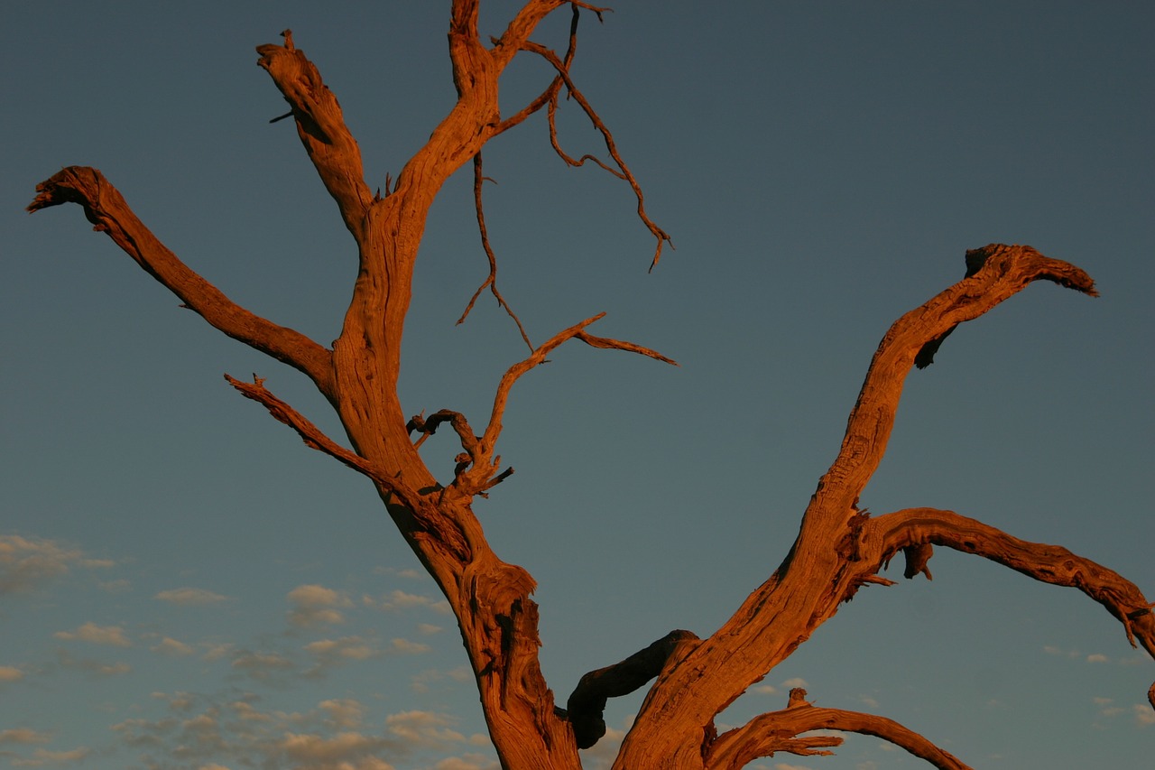 red tree morning sun dead free photo