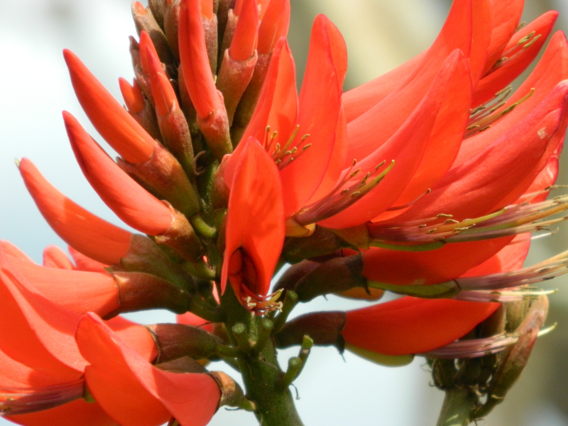 flower red flower tree flower free photo