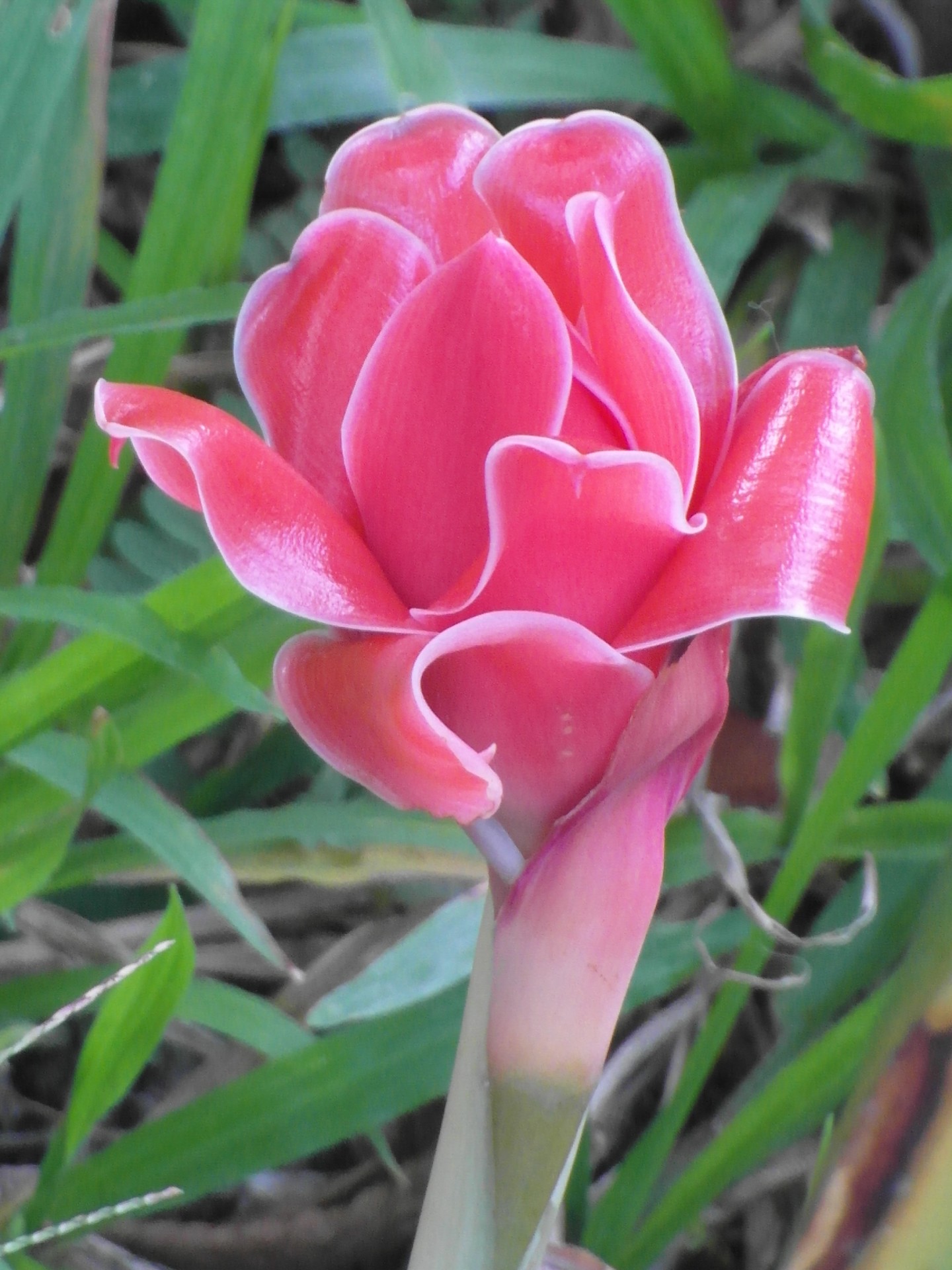 red tropical flower free photo