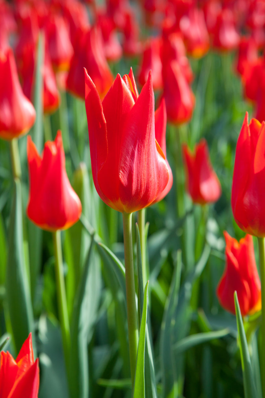 beauty bloom blossom free photo