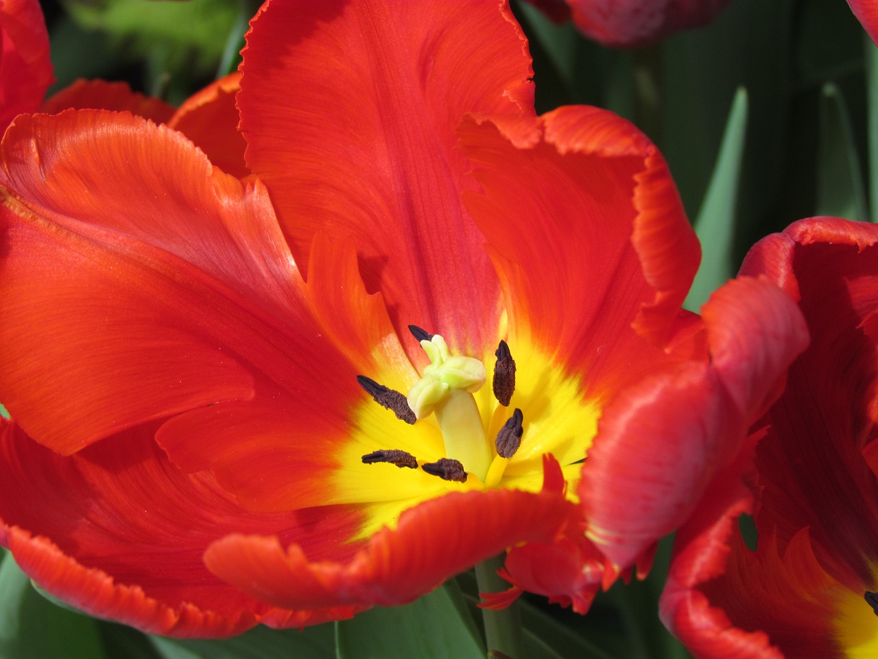 red tulip tulip show nature free photo