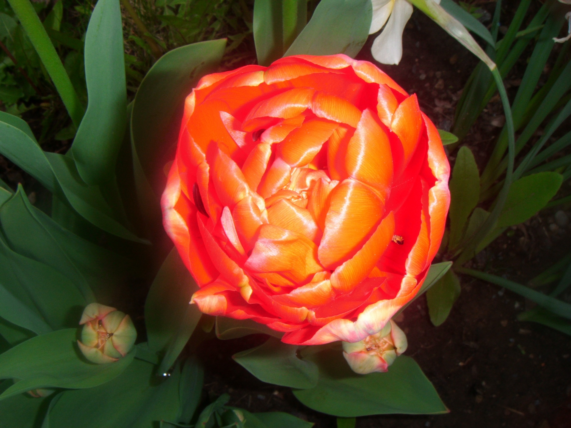 tulip flowers red free photo