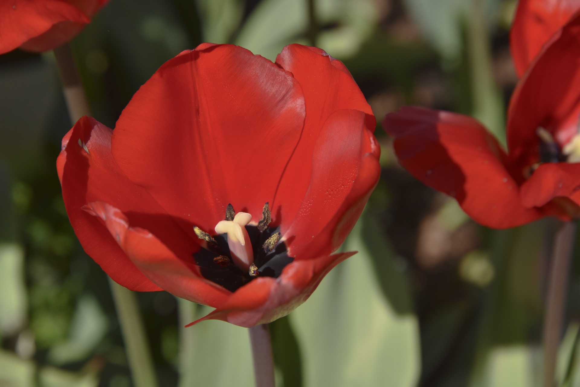 tulip flower open free photo