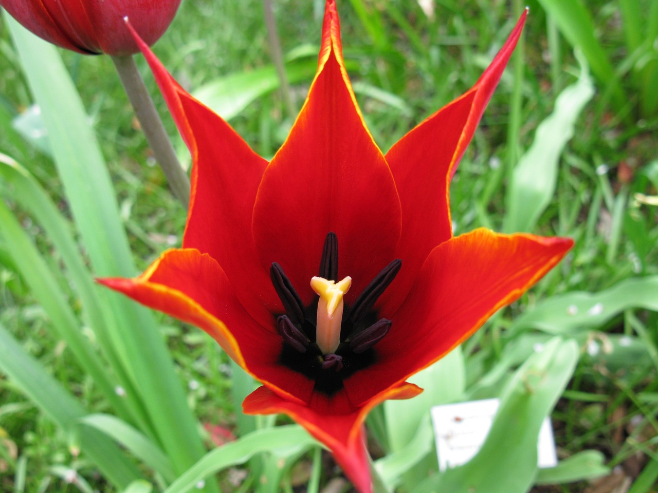 red tulip garden spring free photo