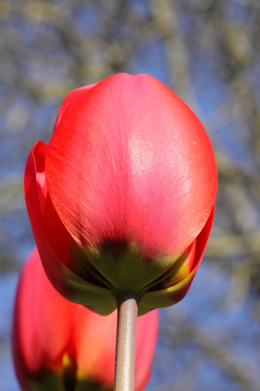 red tulip blossom bloom free photo