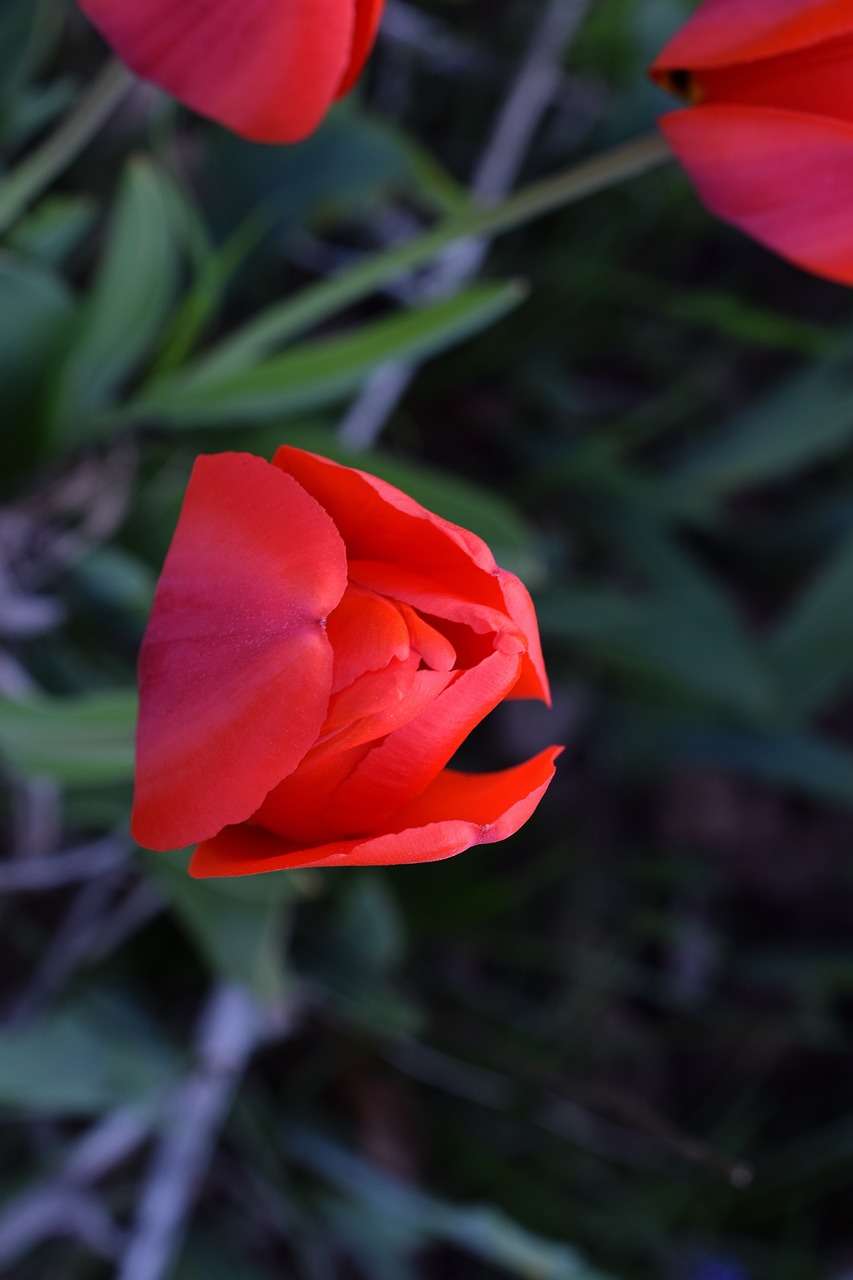 red tulip  tulips  flowers close-up free photo