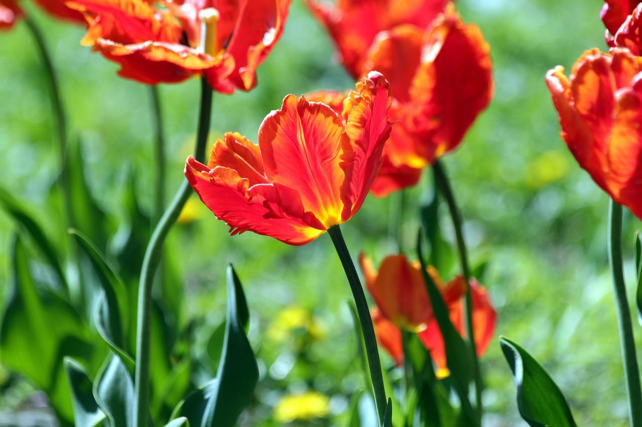 red tulip  the scarlet tulip  flower free photo