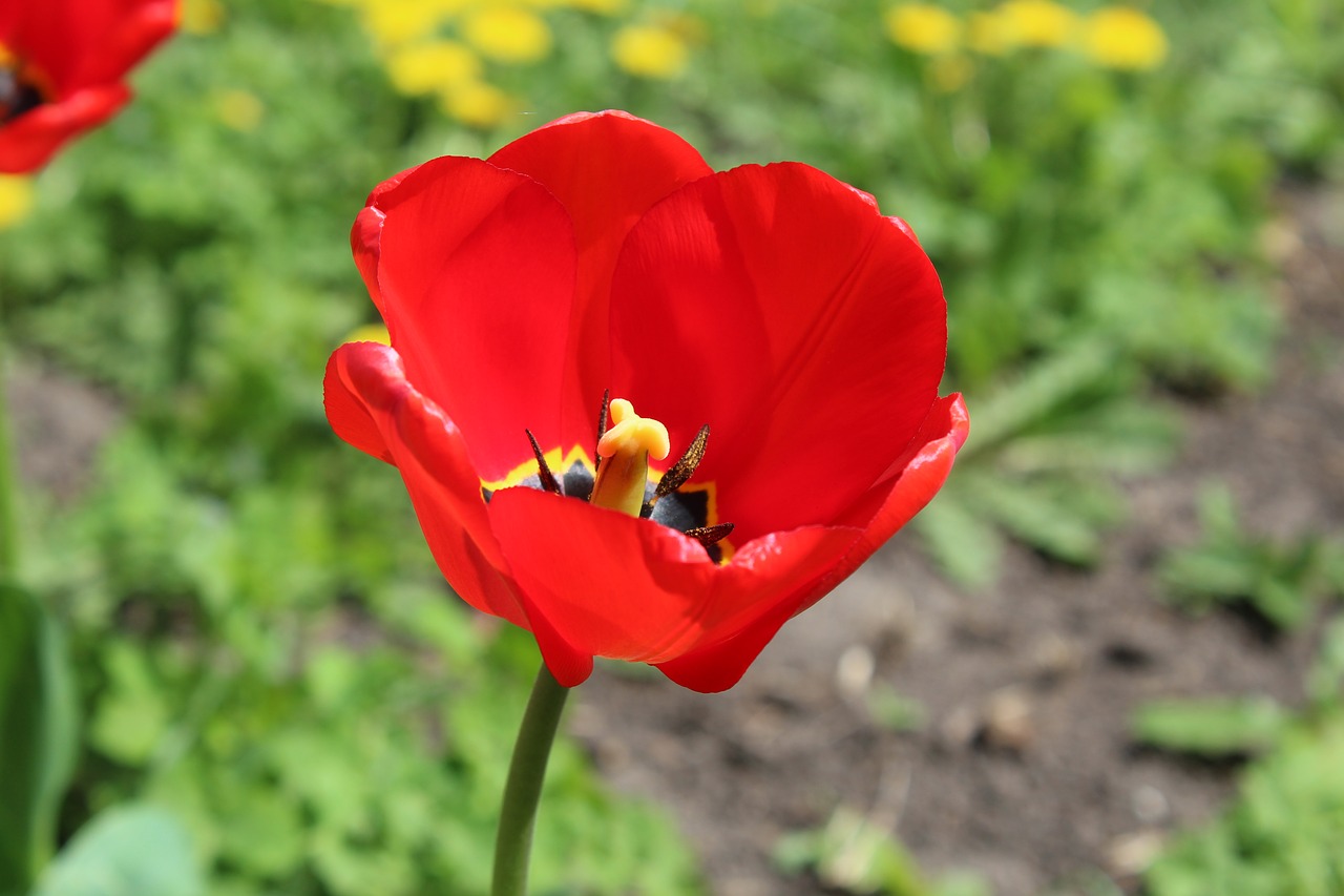 red tulip  core  macro free photo