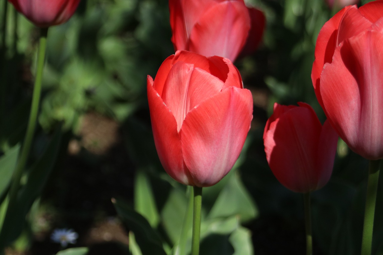 red tulip  tulip  flowers free photo