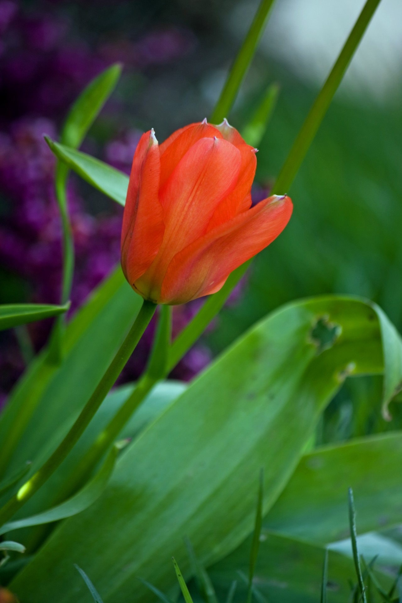 tulip red flower free photo