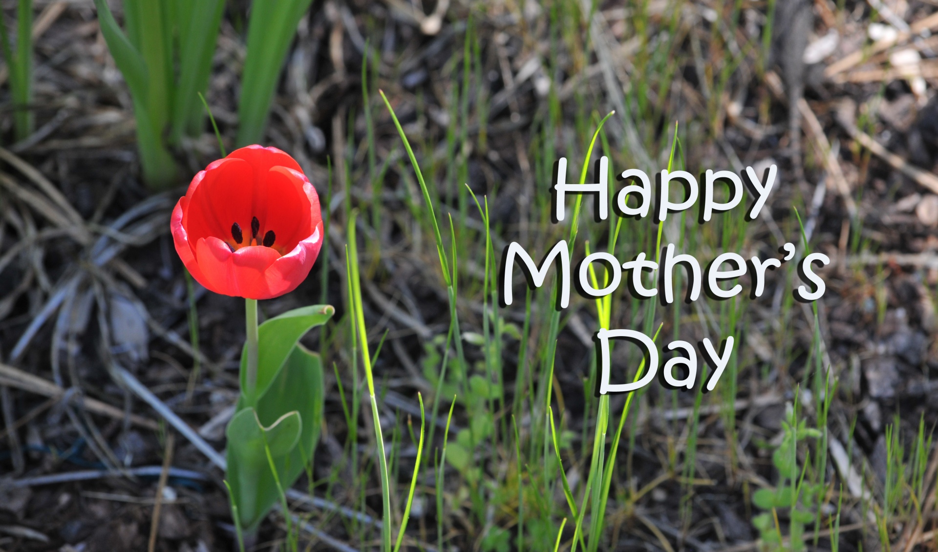 mother's day tulip red free photo